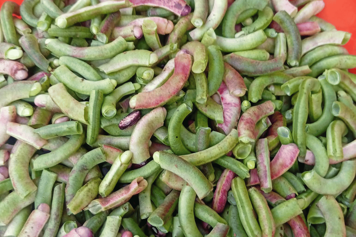 Freshly cut akidi cleaned and ready to cook for traditional Igbo achicha recipe.