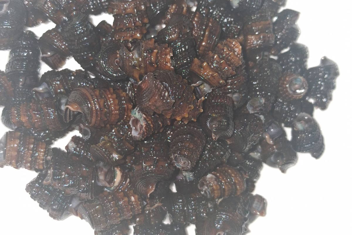 washed and cut periwinkle for unripe plantain porridge